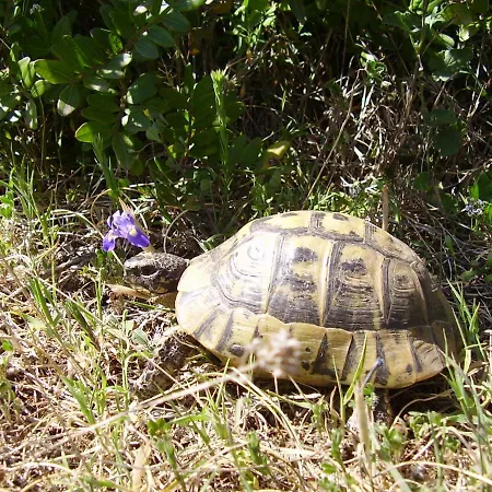 Casa L'angolo Fiorito